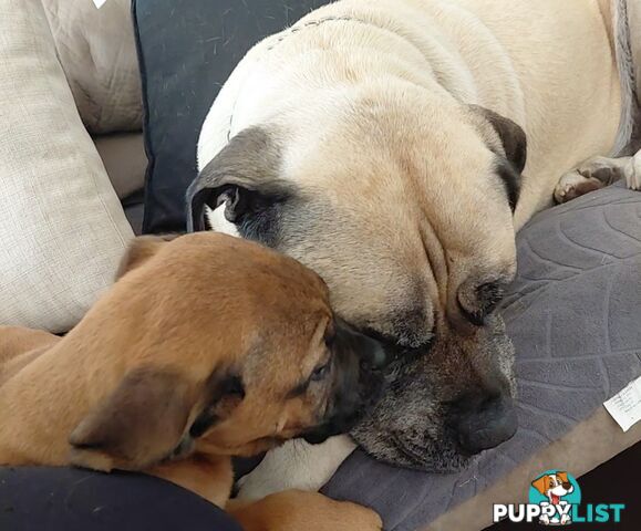 Mastiff puppies