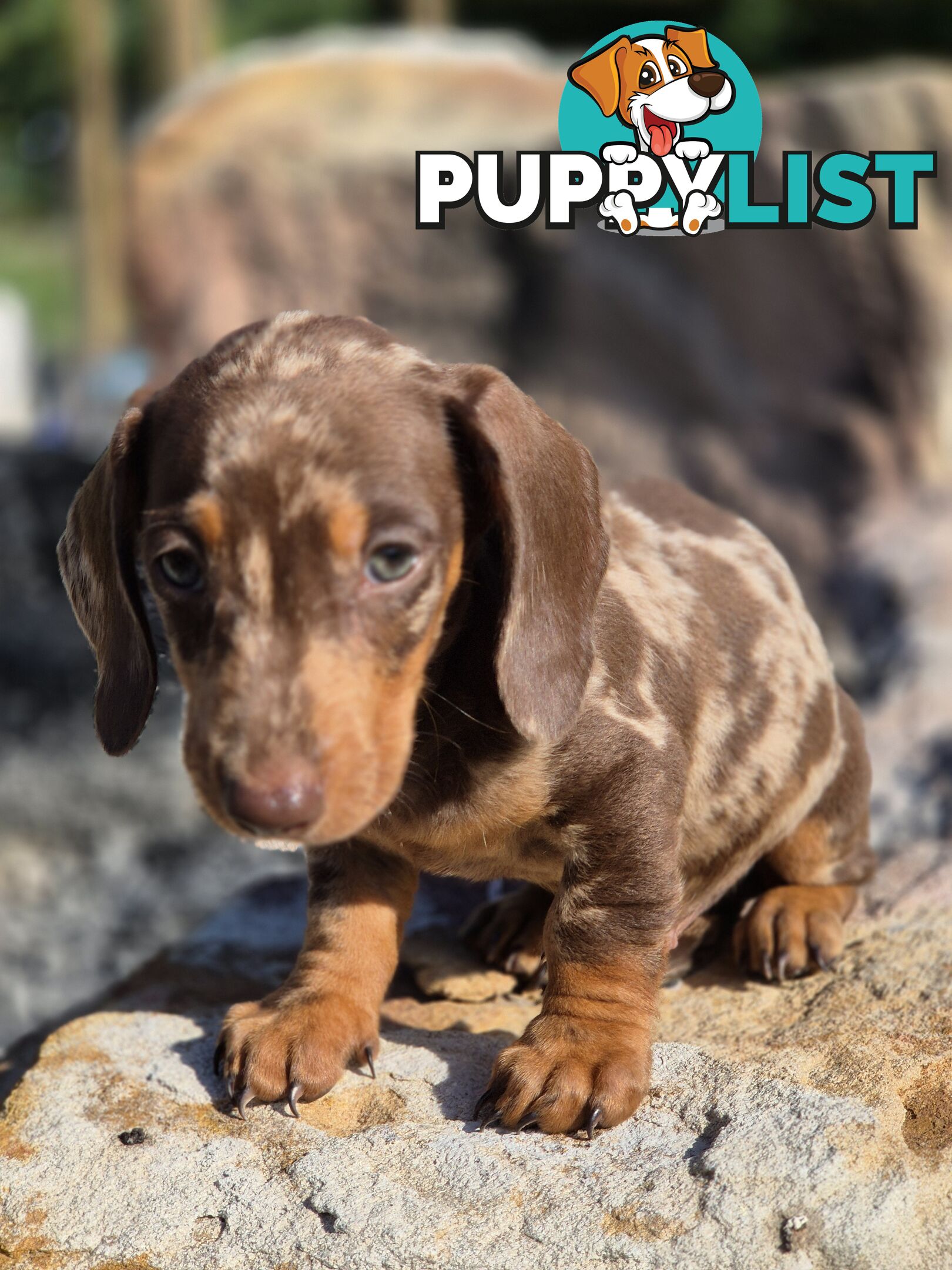 Beautiful Male Minature Dachshund