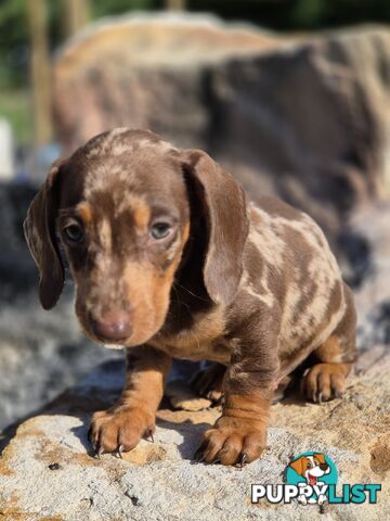 Beautiful Male Minature Dachshund