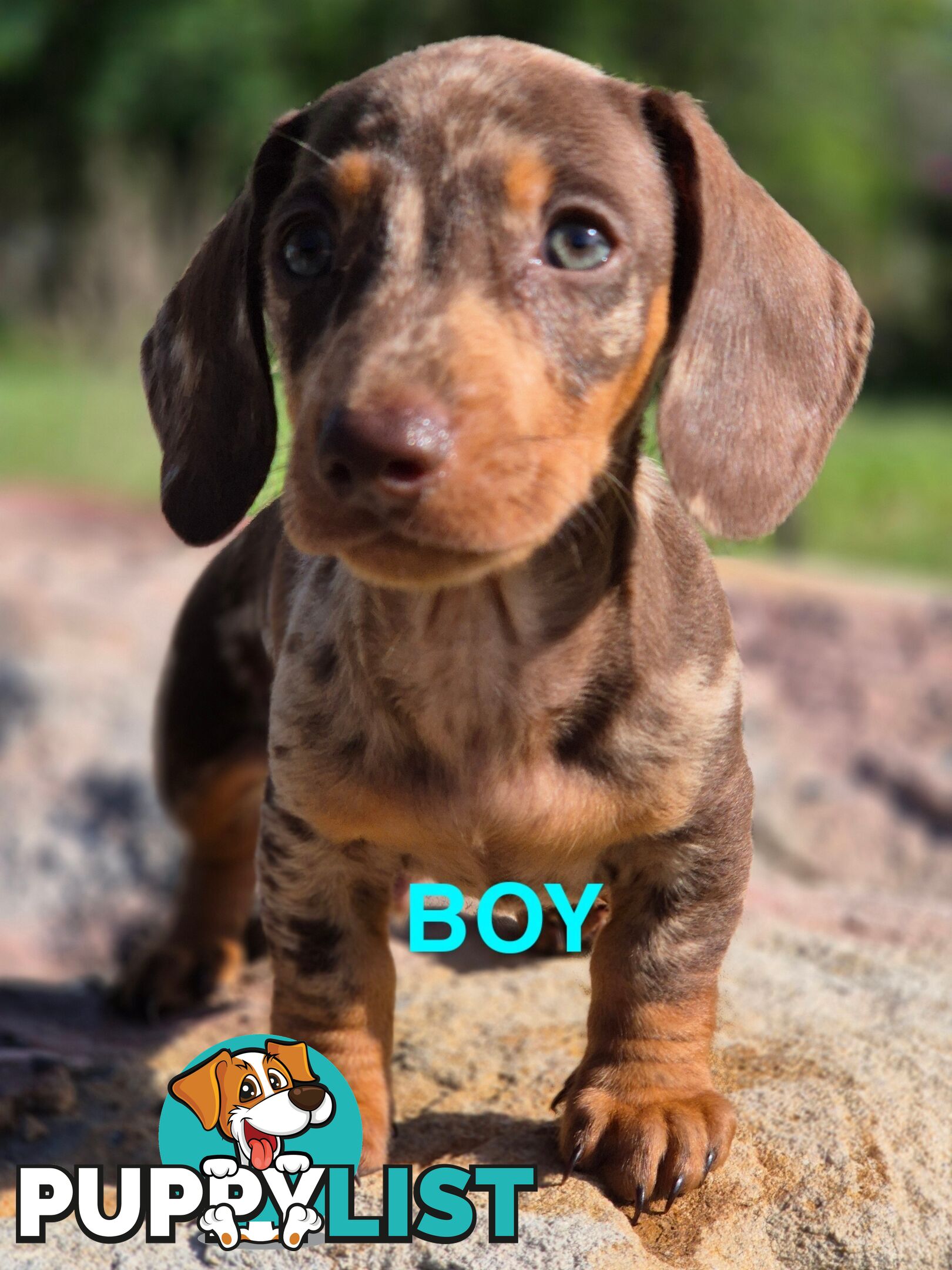 Beautiful Male Minature Dachshund