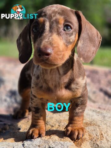 Beautiful Male Minature Dachshund