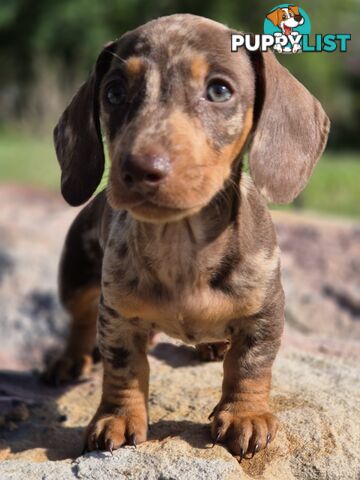 Beautiful Male Minature Dachshund