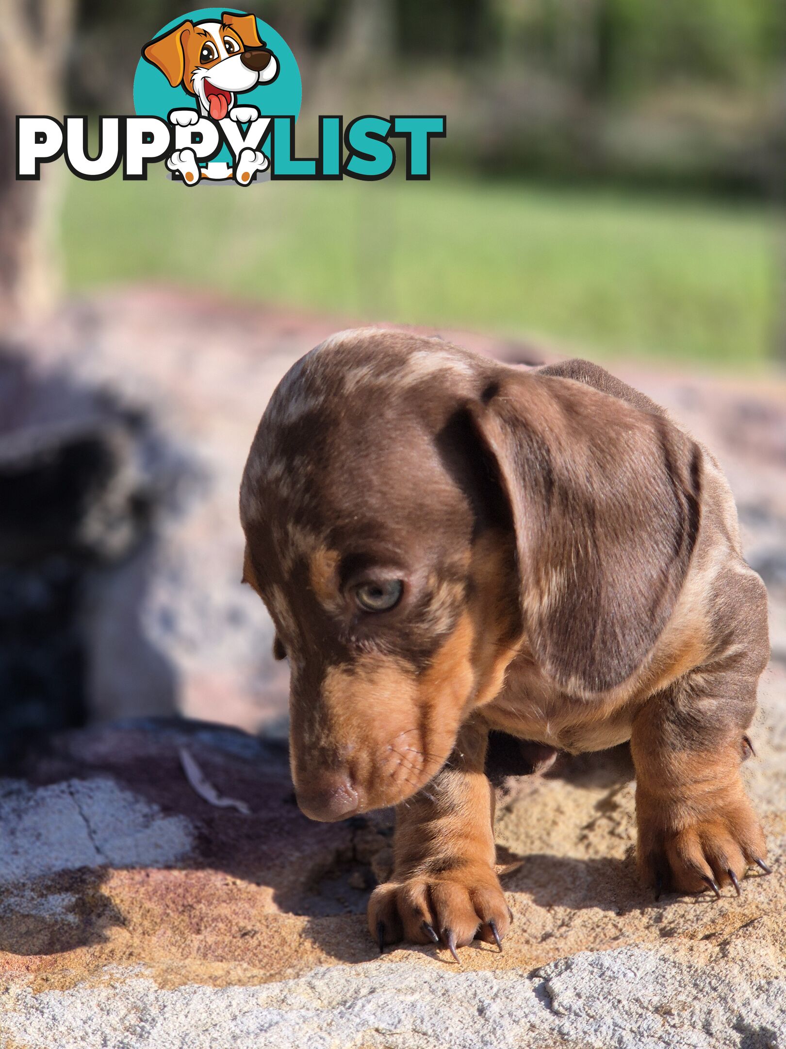 Beautiful Male Minature Dachshund