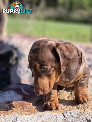 Beautiful Male Minature Dachshund