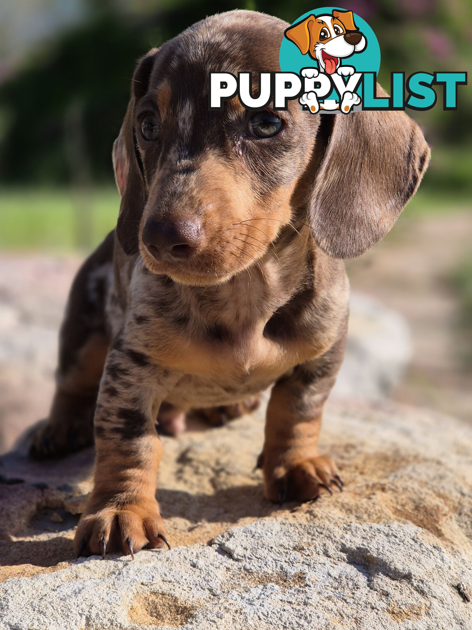 Beautiful Male Minature Dachshund