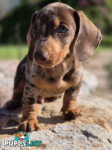 Beautiful Male Minature Dachshund