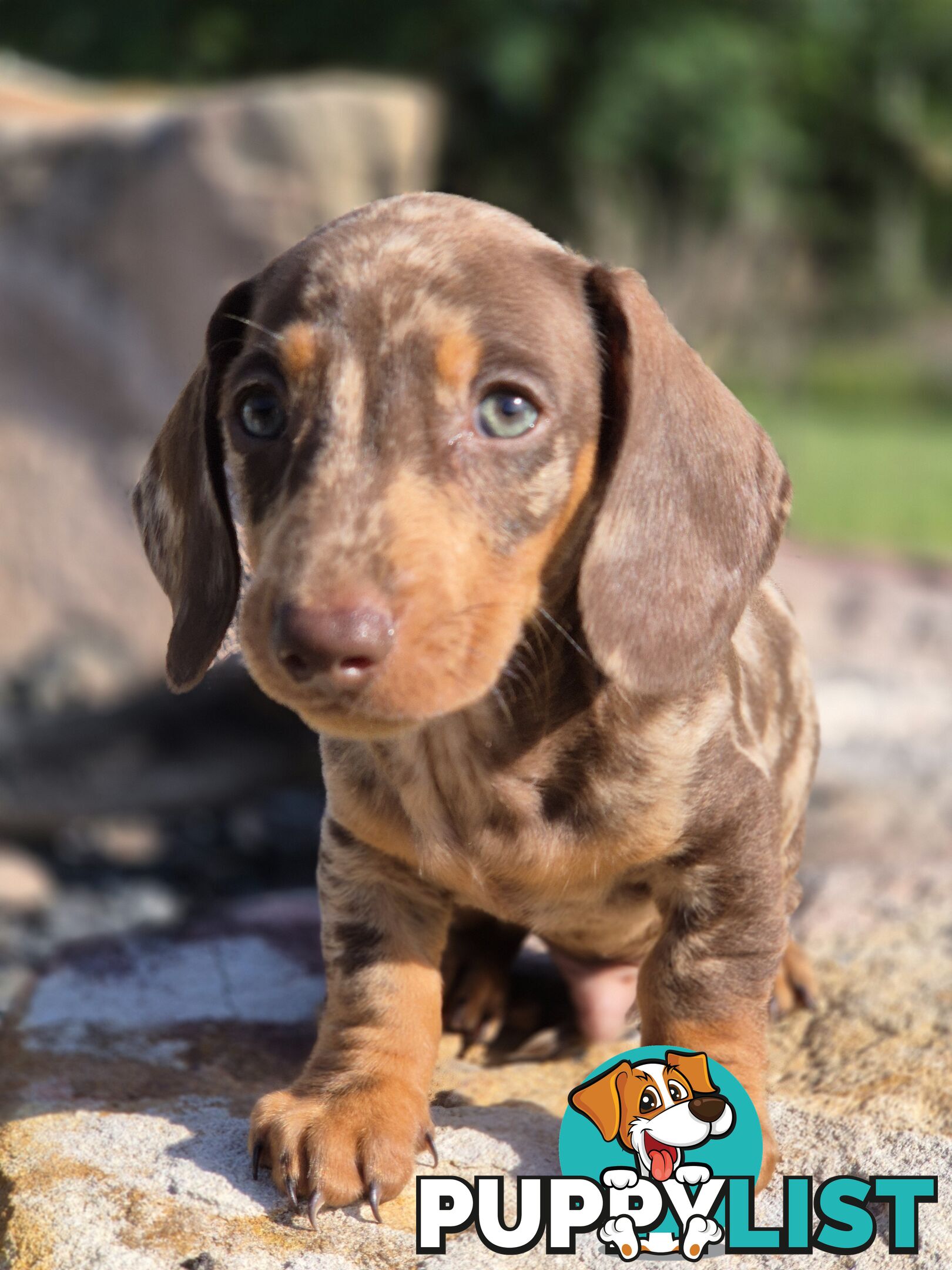 Beautiful Male Minature Dachshund