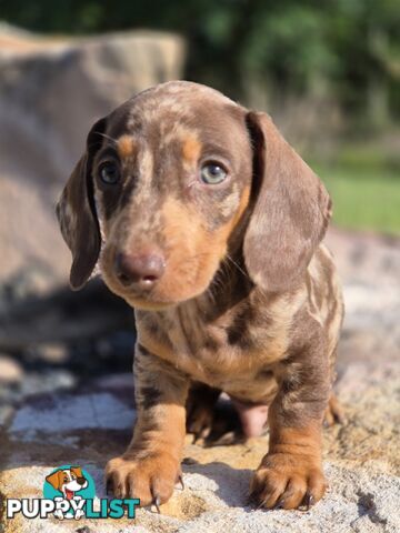 Beautiful Male Minature Dachshund