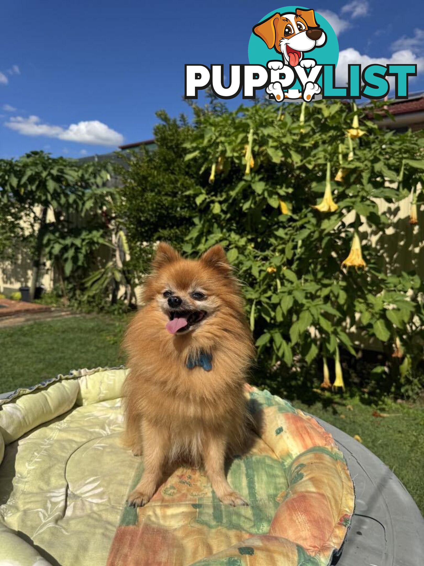 Pomeranian Puppies