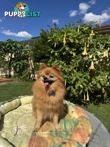 Pomeranian Puppies