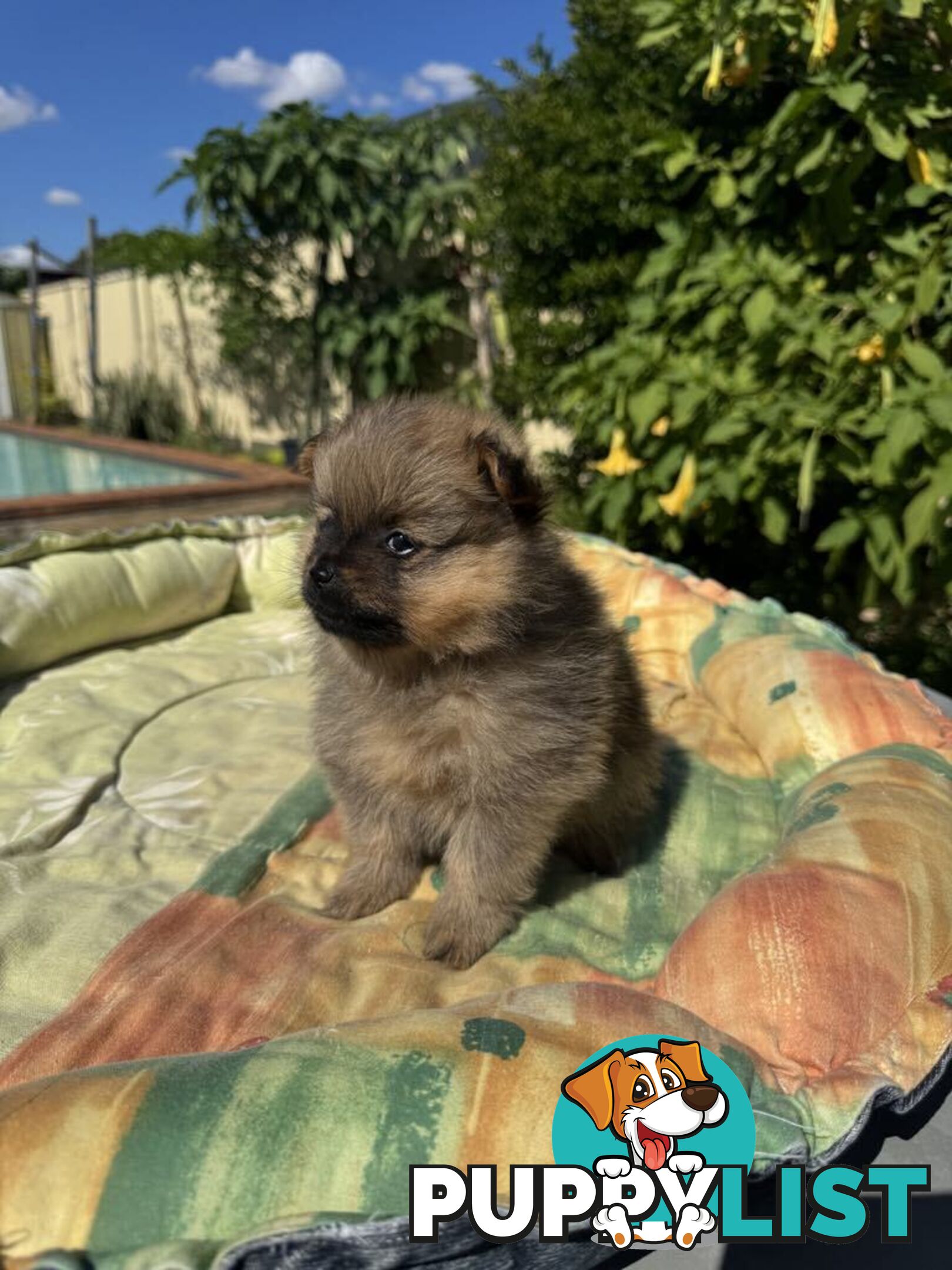 Pomeranian Puppies