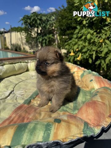 Pomeranian Puppies
