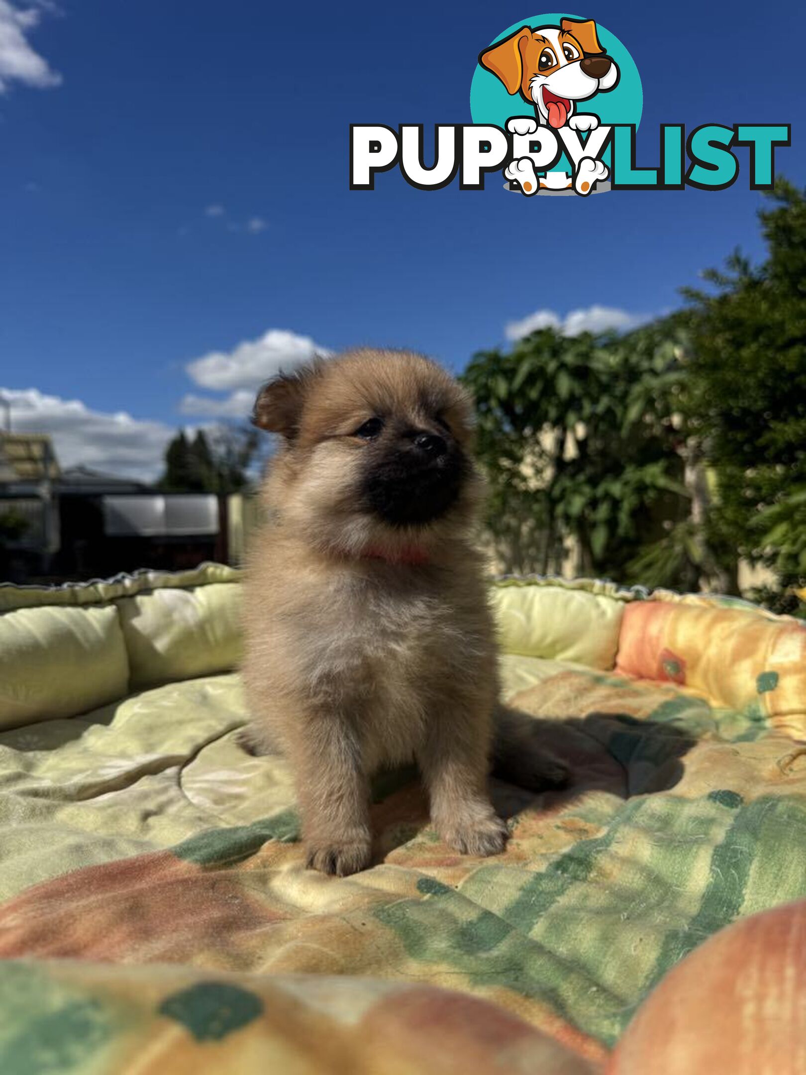 Pomeranian Puppies