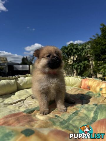 Pomeranian Puppies