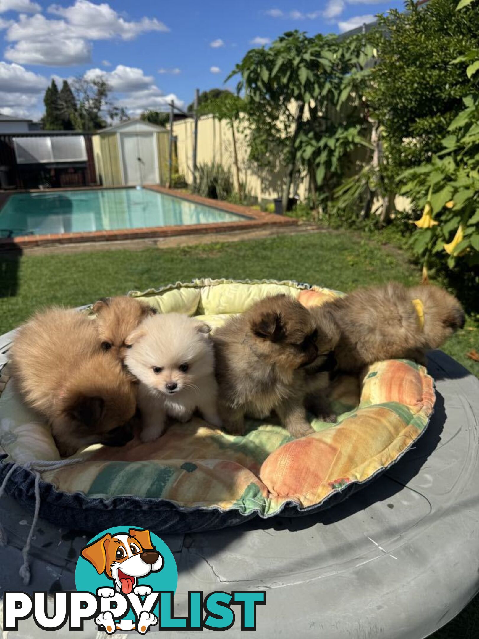 Pomeranian Puppies