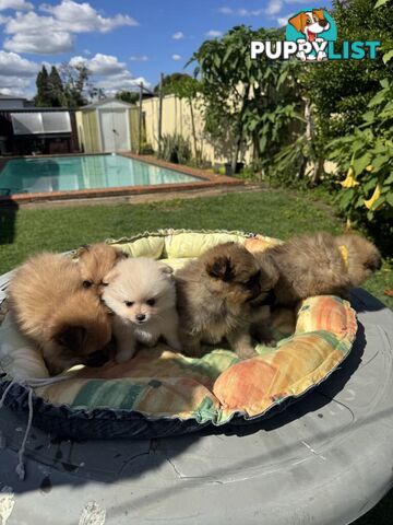 Pomeranian Puppies