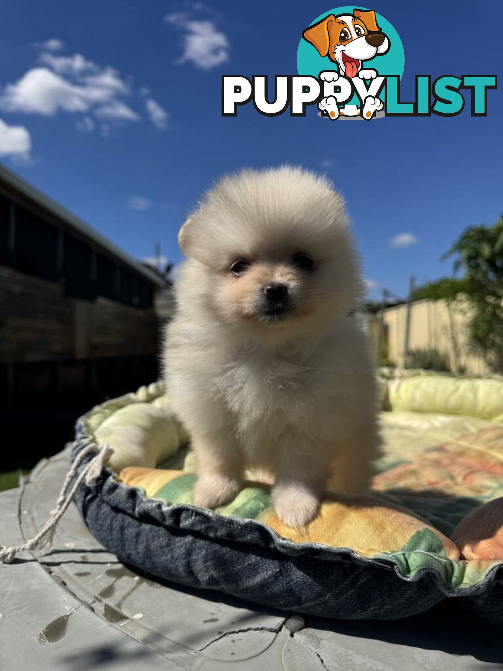 Pomeranian Puppies