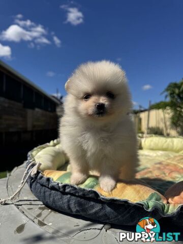 Pomeranian Puppies
