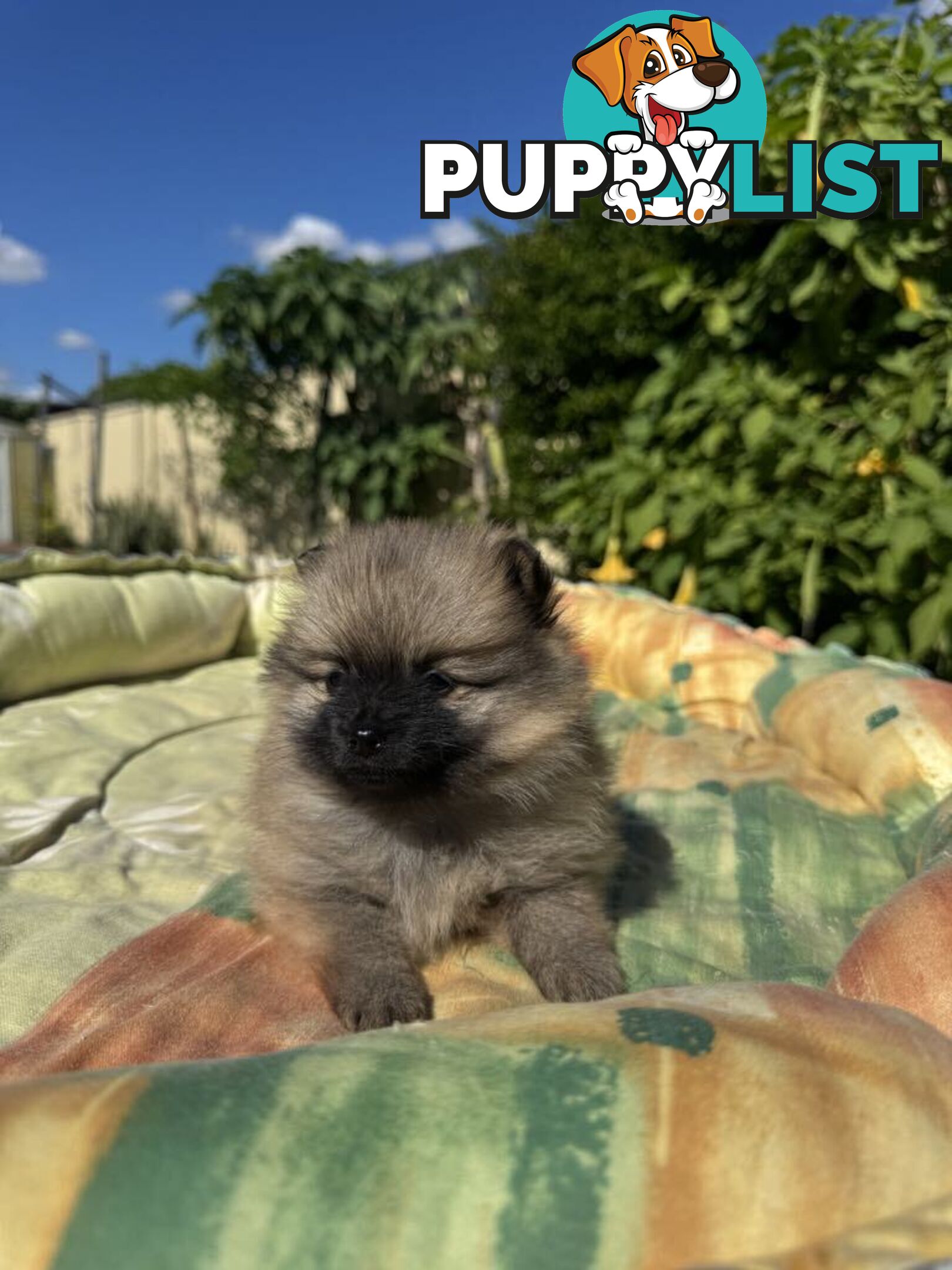 Pomeranian Puppies