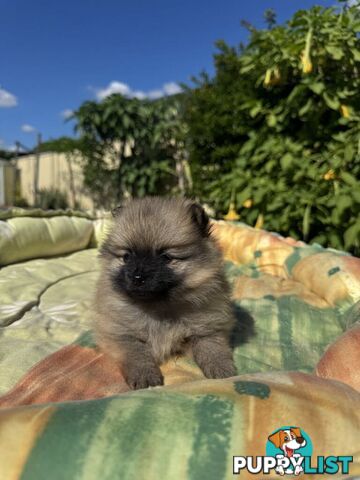 Pomeranian Puppies