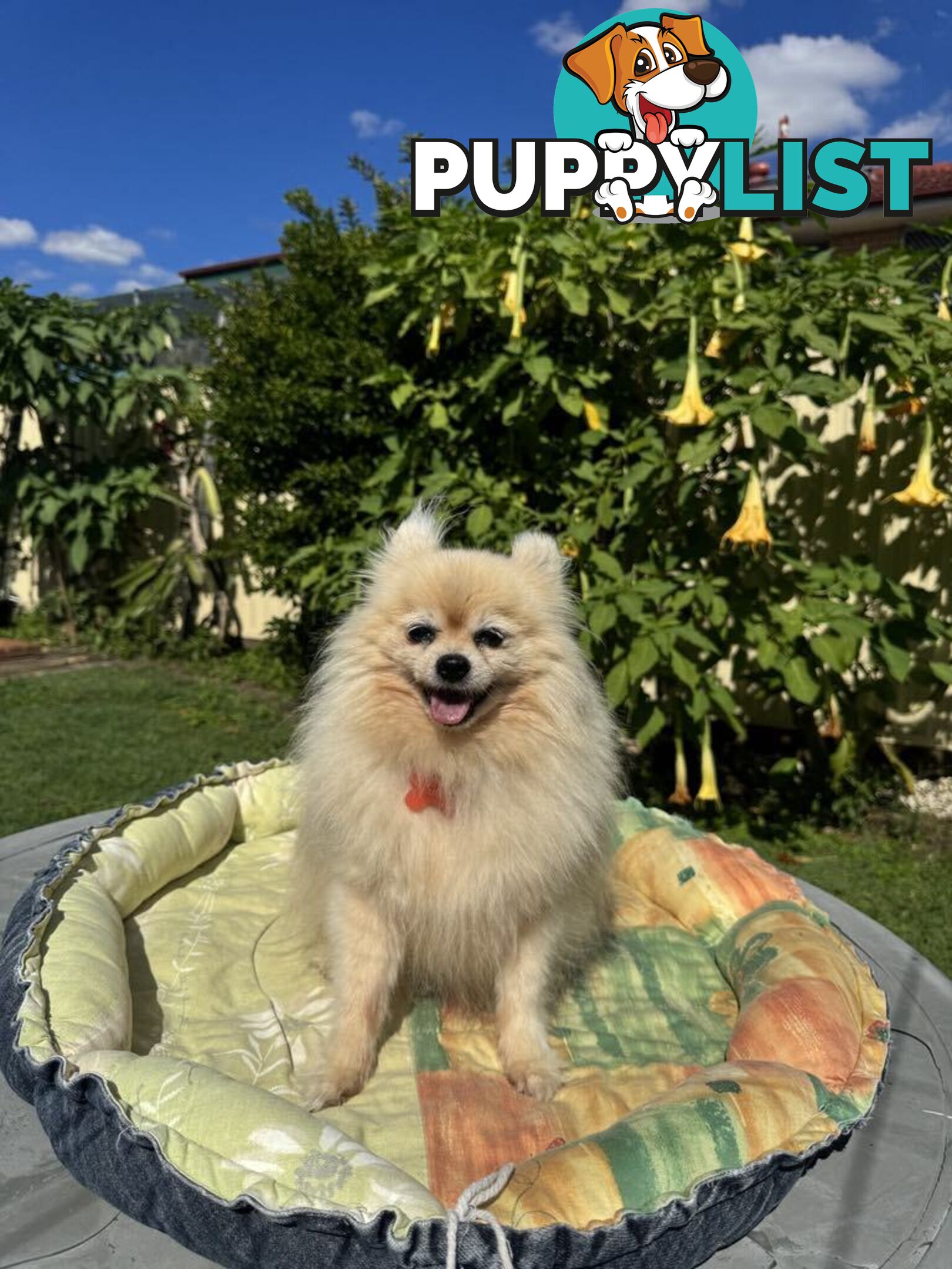 Pomeranian Puppies