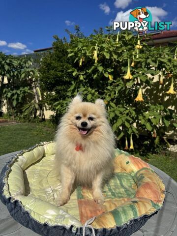 Pomeranian Puppies