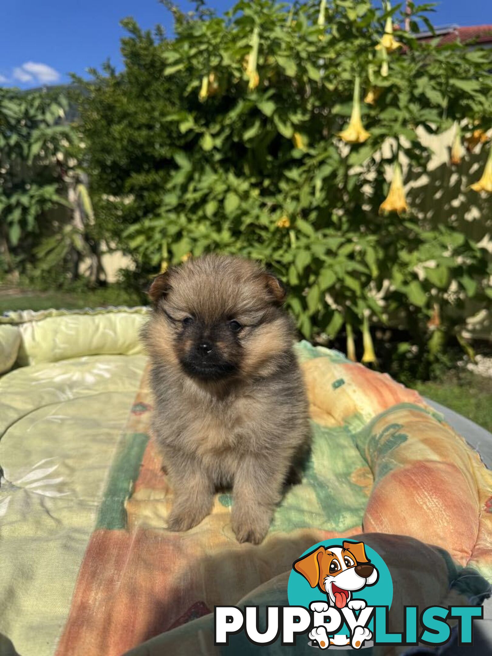 Pomeranian Puppies