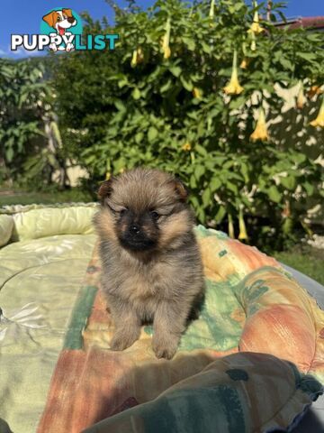 Pomeranian Puppies