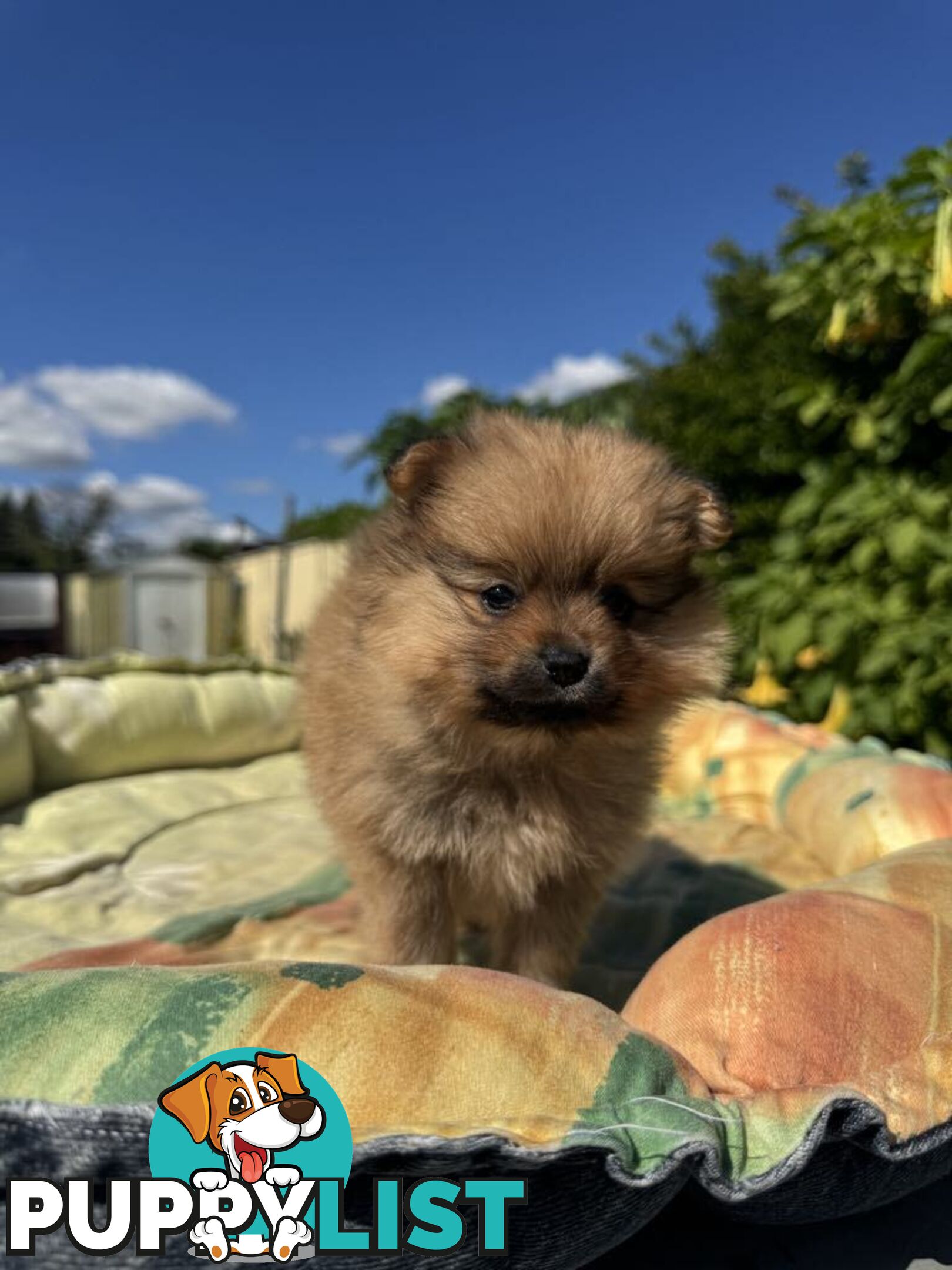 Pomeranian Puppies