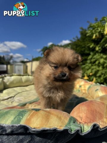 Pomeranian Puppies