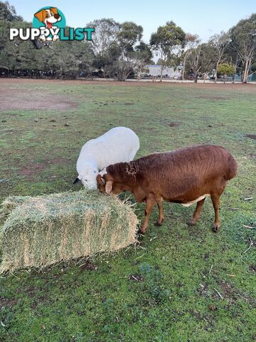 Persian sheep