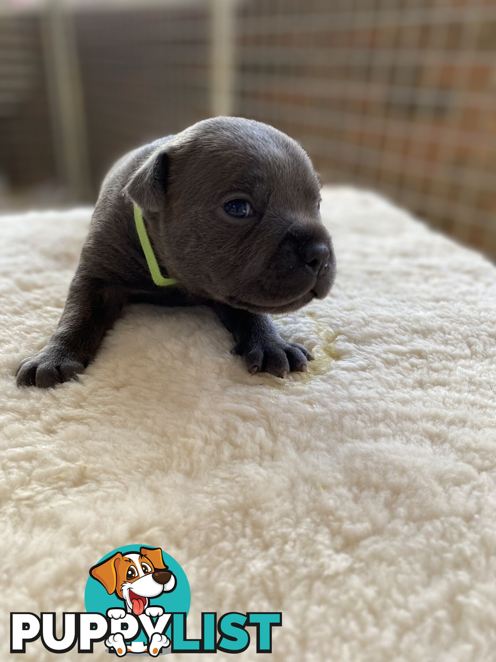 Purebred Blue English Staffordshire Pups