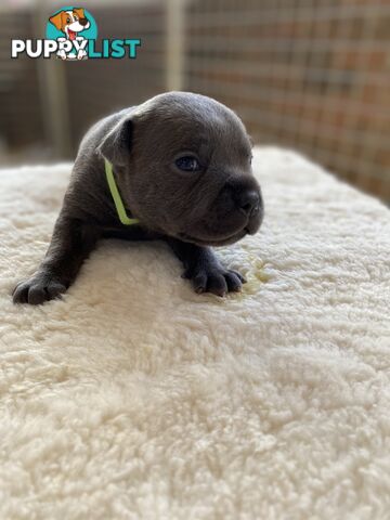 Purebred Blue English Staffordshire Pups