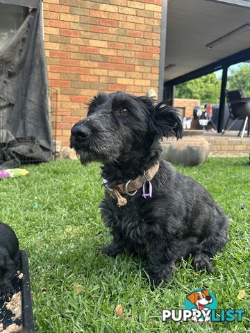 Scottish terrier x west highland white terrier