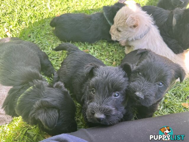 Scottish terrier x west highland white terrier