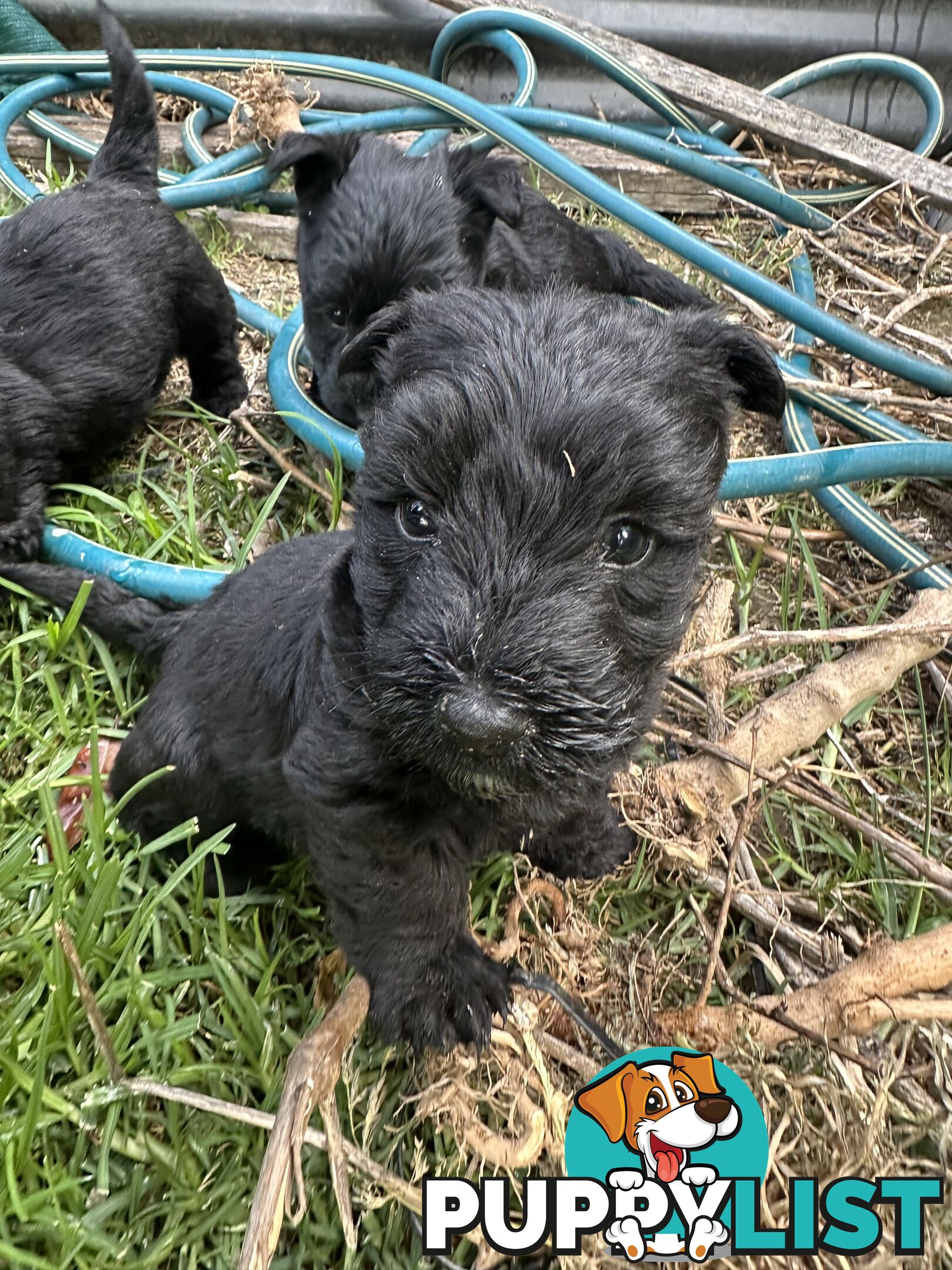 Scottish terrier x west highland white terrier