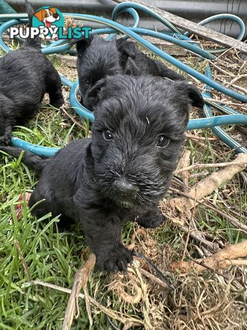 Scottish terrier x west highland white terrier