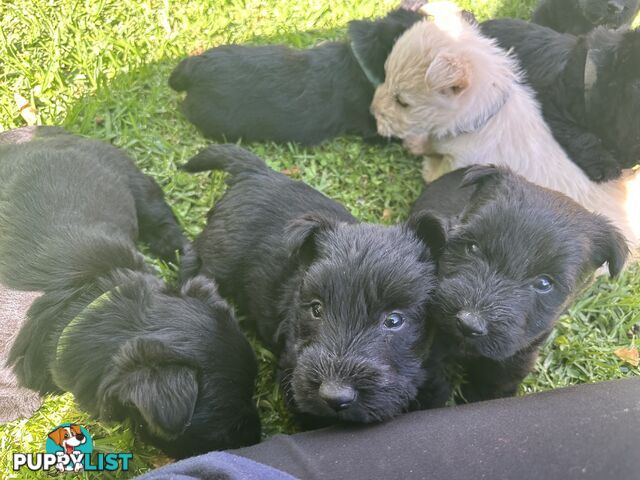 Scottish terrier x west highland white terrier