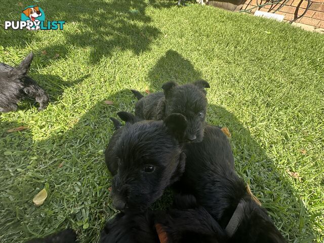 Scottish terrier x west highland white terrier