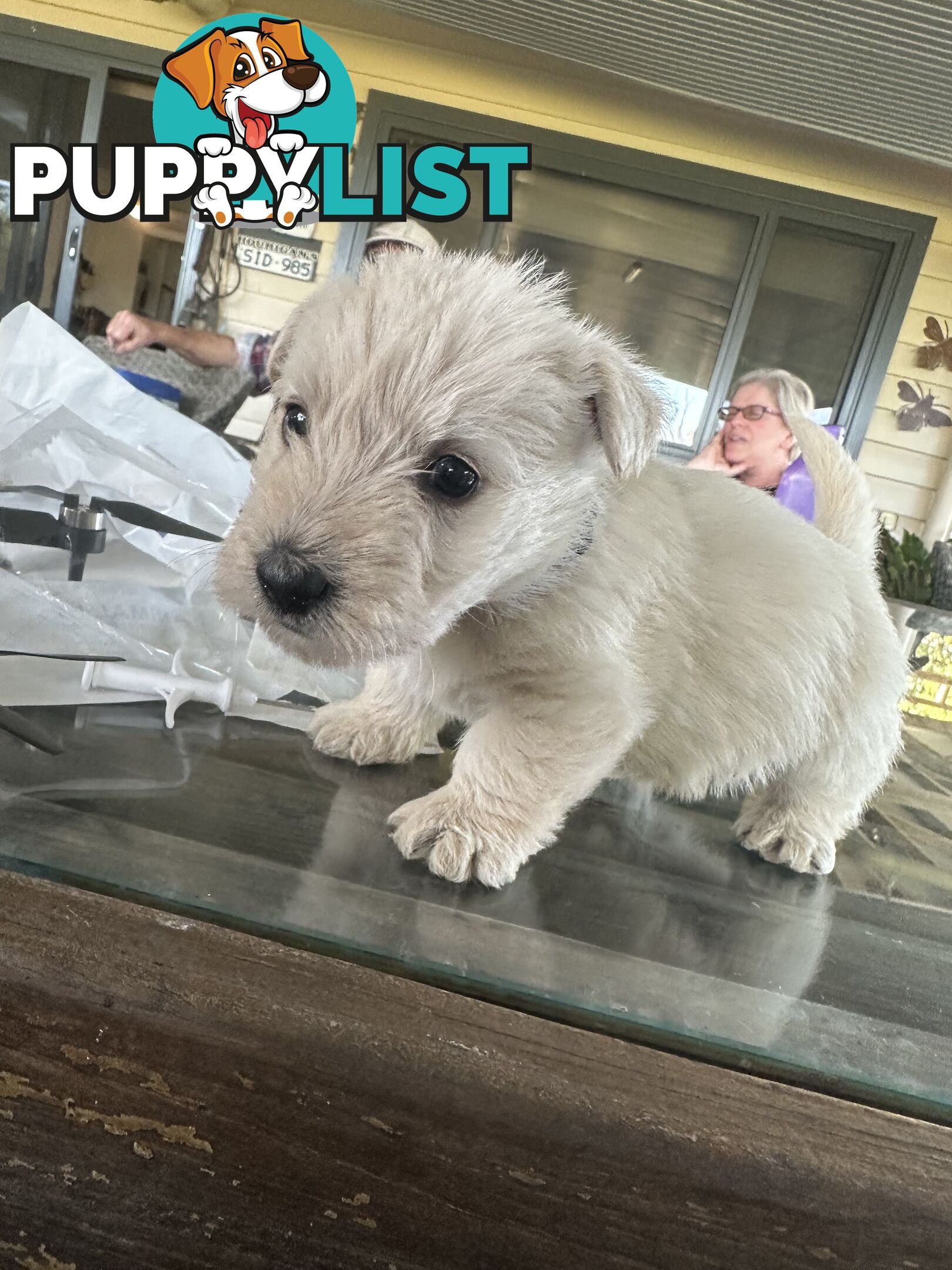 Scottish terrier x west highland white terrier