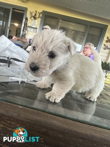 Scottish terrier x west highland white terrier