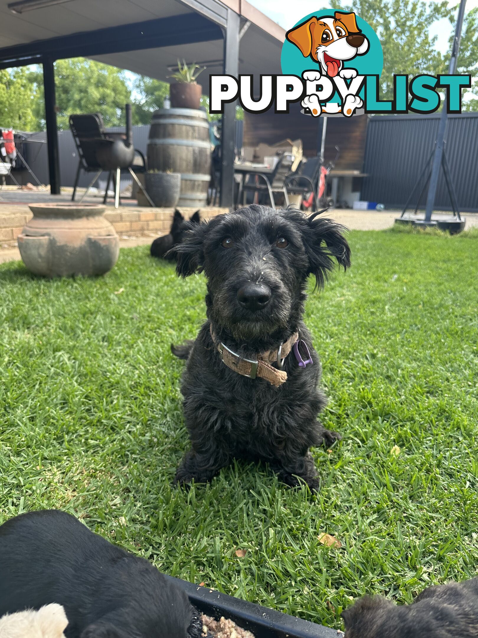 Scottish terrier x west highland white terrier