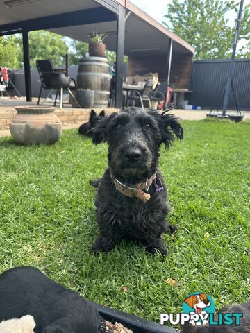 Scottish terrier x west highland white terrier