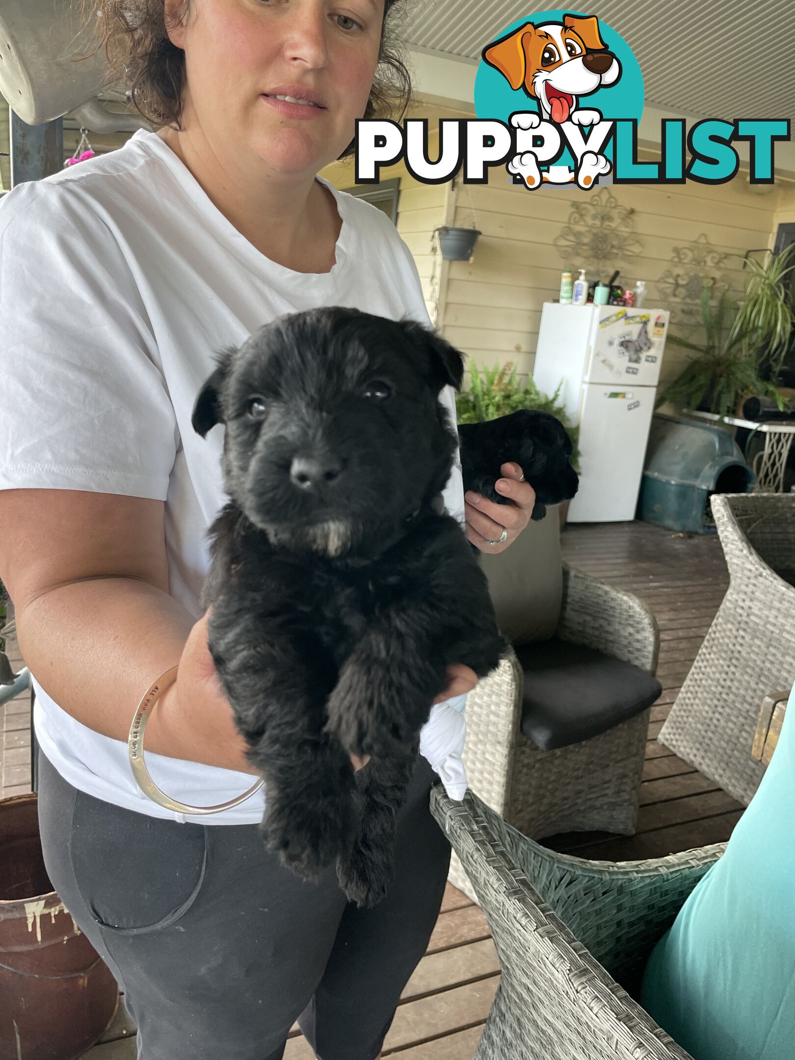 Scottish terrier x west highland white terrier