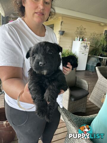 Scottish terrier x west highland white terrier