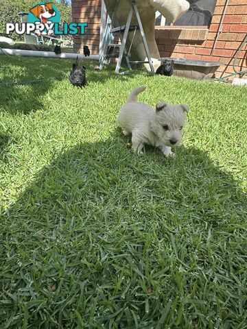 Scottish terrier x west highland white terrier