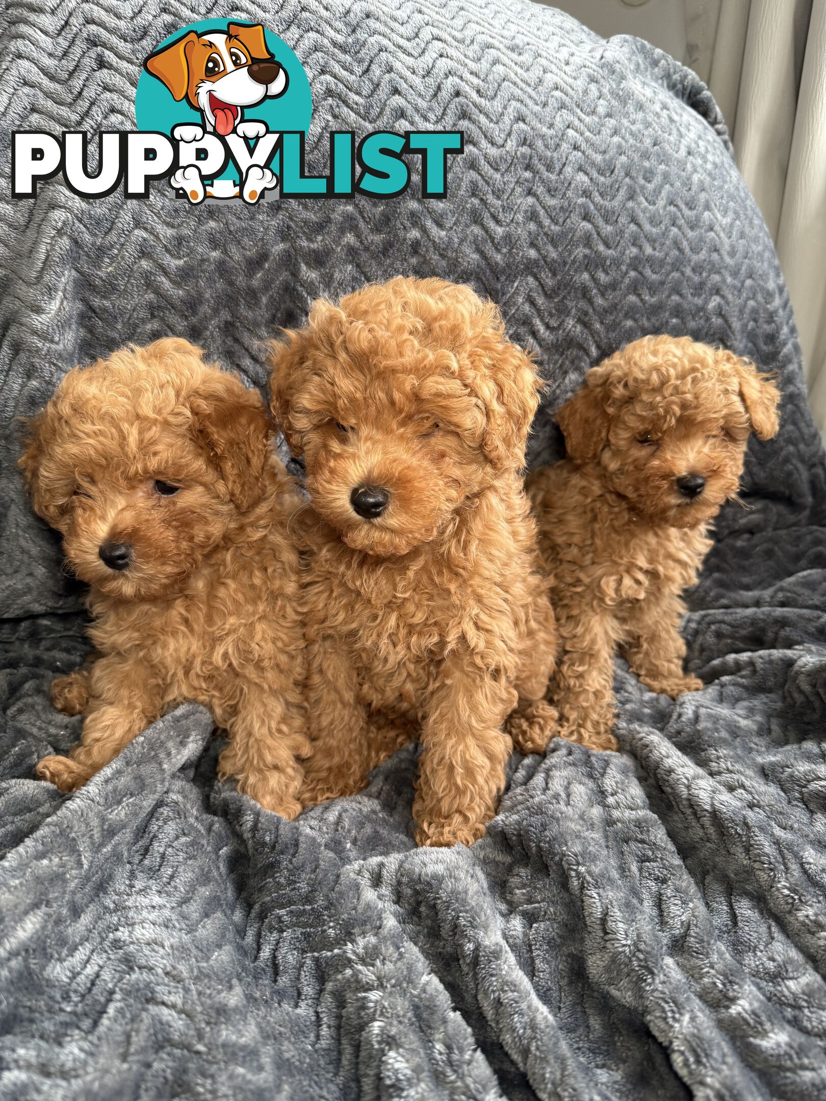 Purebred Toy Poodle