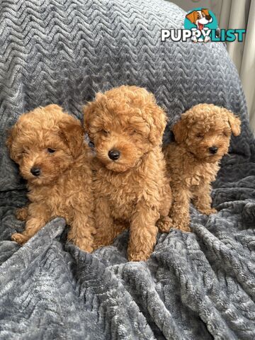Purebred Toy Poodle