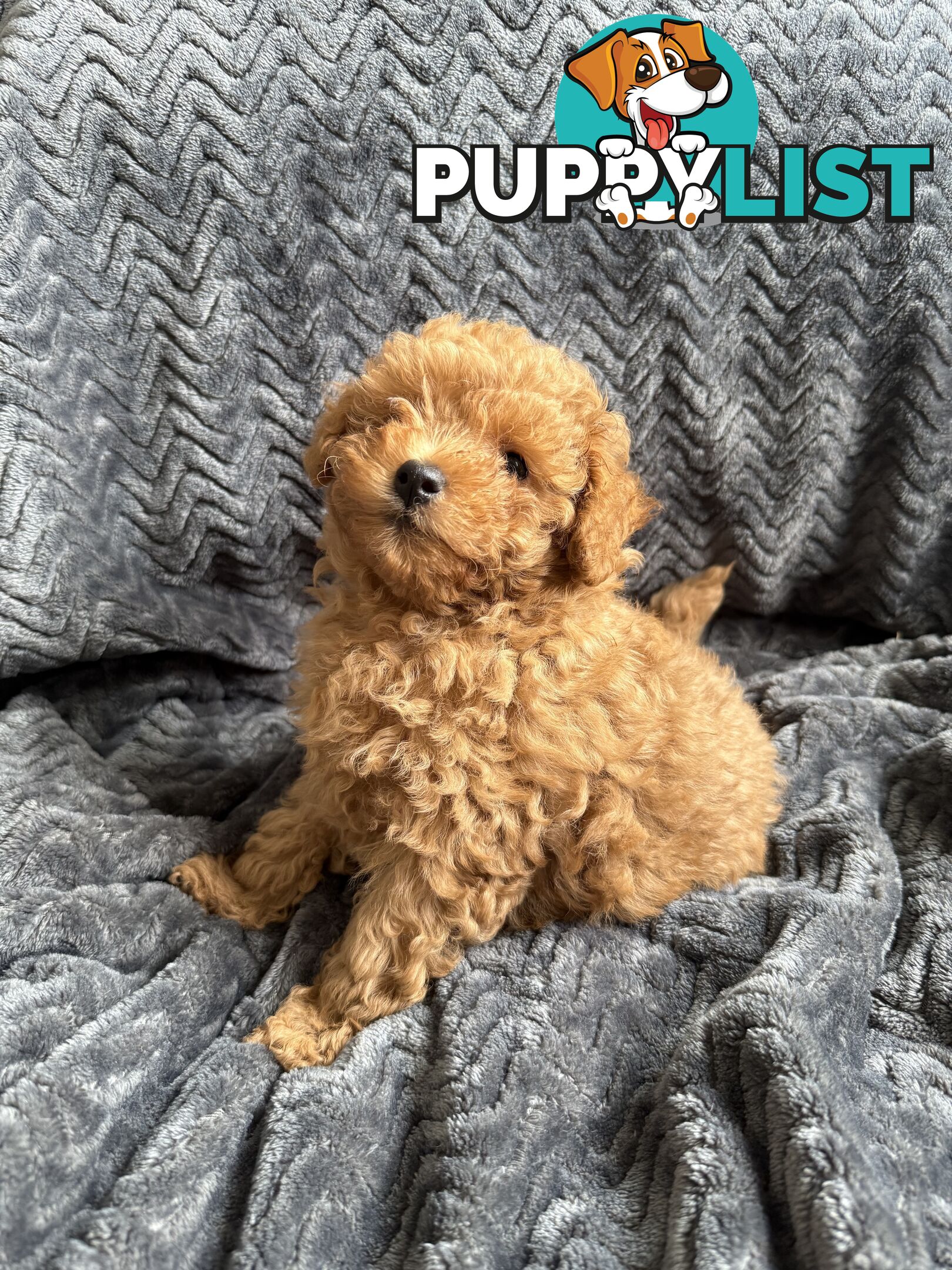 Purebred Toy Poodle
