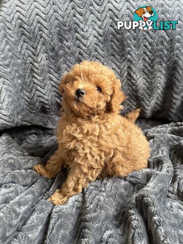 Purebred Toy Poodle